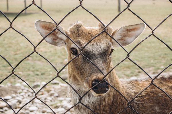Deer Fence Installation in Albany