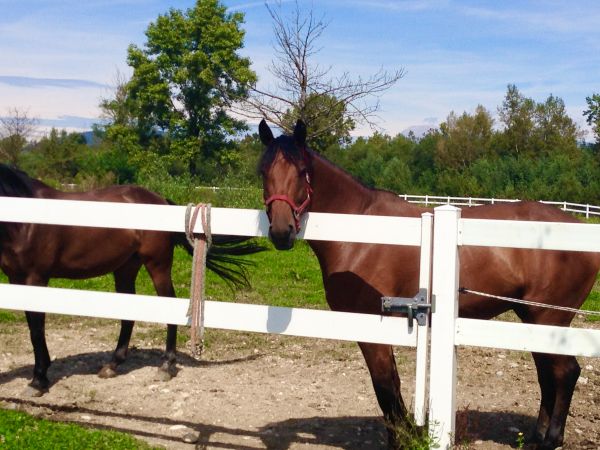 Vinyl Horse Fence Installation in Albany
