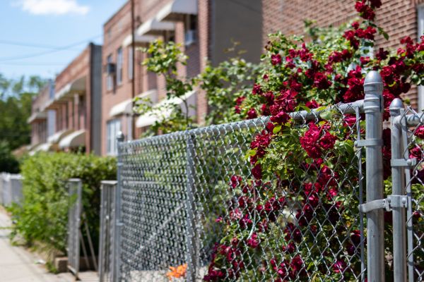 Chain Link Fence Replacement in Albany