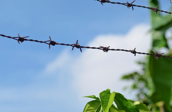 Garden Fencing Service in Albany