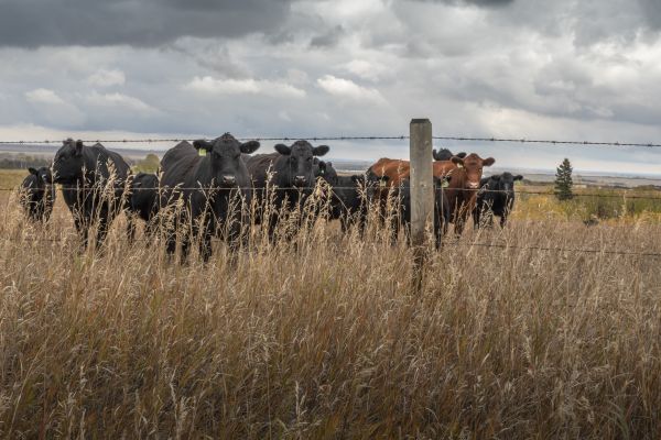 Livestock Fencing Service in Albany