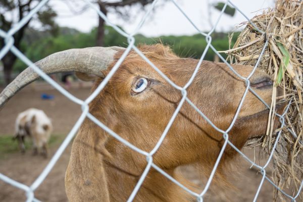 Goat Fence Installation in Albany