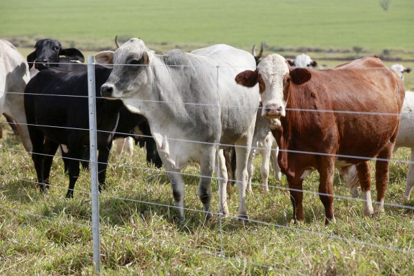 Livestock Fencing Installation in Albany