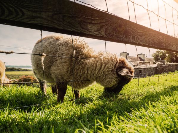 Sheep Fence Installation in Albany