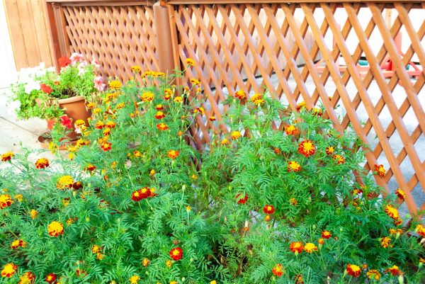 Lattice Fence Installation in Albany
