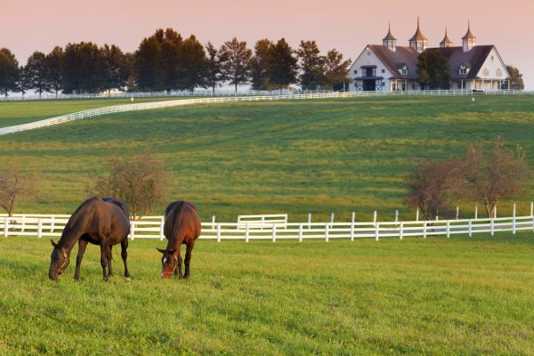 Horse Paddock Installation in Albany