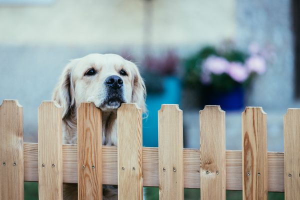 Wooden Dog Fence Installation in Albany