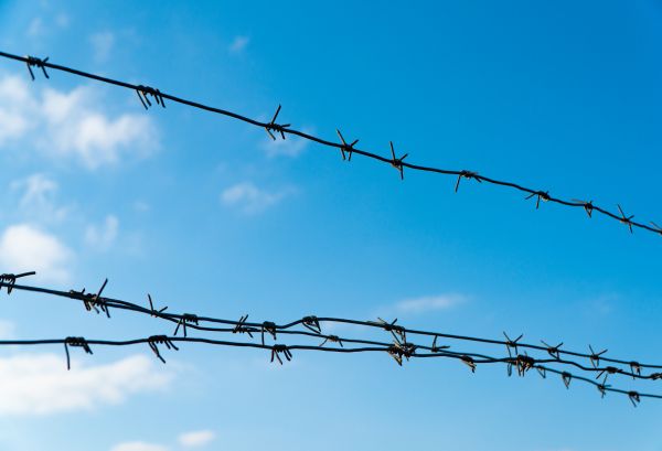 Wire Fencing Service in Albany