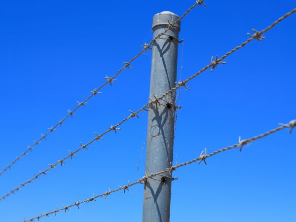 Wire Fence Replacement in Albany