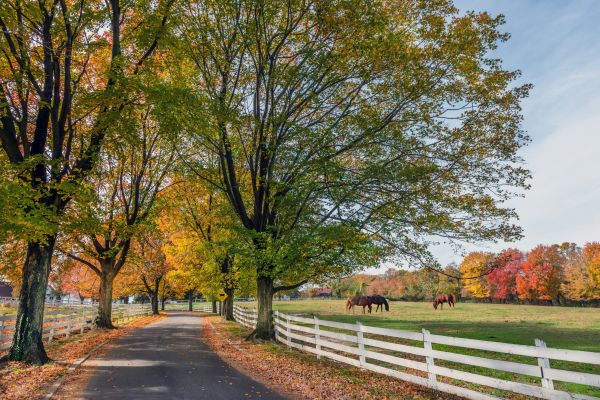 Horse Fence Replacement in Albany